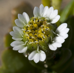 Photo taken at Abbott’s Lagoon, Point Reyes National Seashore, Marin County © 2007 Aaron Schusteff.  